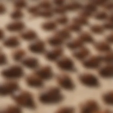 Illustration depicting bed bug infestation patterns