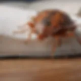 Illustration showing bed bug infestation severity scale