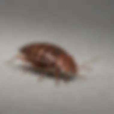 Bed Bug Inspection in Closet