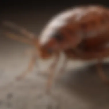 Bed Bug Inspection Process