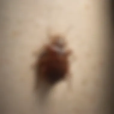 Illustration demonstrating bed bug movement through walls