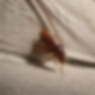 Bed Bug Nesting in Folded Garments