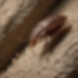 Close-up of a bed bug nymph hiding in a crevice