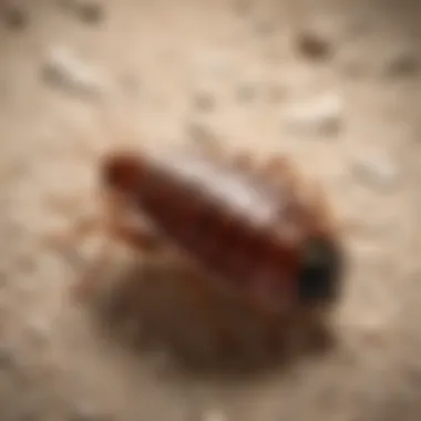 Effective Prevention Strategies Bed Bug Prevention Tips for Oakland Residents