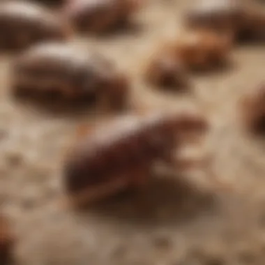 Illustration of factors contributing to bed bug proliferation