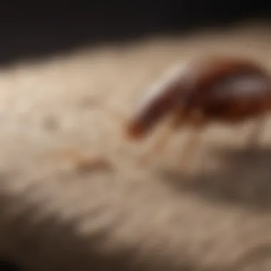 Illustration of Bed Bug Reproduction Process