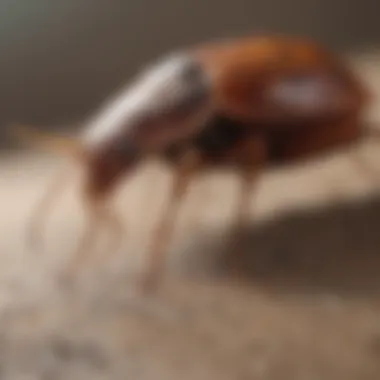 Bed Bug Treatment Effects on Health