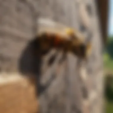 Secure Your Property: Bee-Proofing Measures Bee-Proofing Your Property
