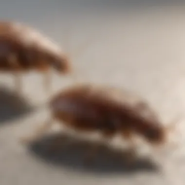 Behavior Analysis Behavioral differences between bed bugs and fleas
