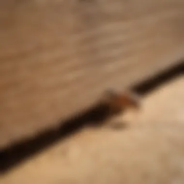 Maximizing Benefits with Advion Termite Control Solutions Benefits of Advion Termite Control Solutions