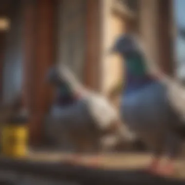 Enhancing Safety and Hygiene Standards Benefits of Pigeon Repellent Technology