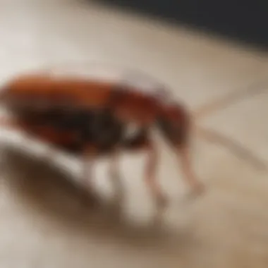 Illustration showcasing proper application technique of Bengal cockroach spray on household surfaces
