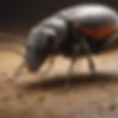 Alternative pest control solutions to granules
