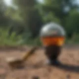 Diverse Wasp Traps A selection of various types of wasp traps