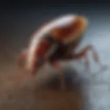 Biological Control Method for American Cockroach Infestation