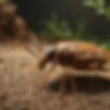 Biological Impact of Bioadvanced 700350A Termite Killer