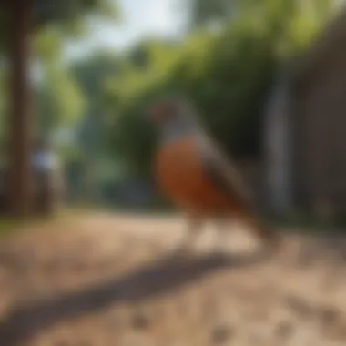 Advanced Bird Repellent Gel for Bird Deterrence Bird Repellent Gel to Deter Birds