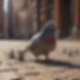 Innovative Defense Against Pigeons Bird Repellent Spikes for Pigeons