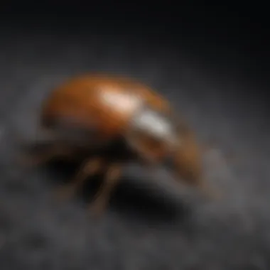 Elimination Techniques for Black Carpet Beetle