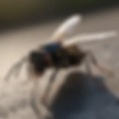 Strategies to Keep Black Wasps Away from Your Home Black Wasp Prevention Tips for Homeowners