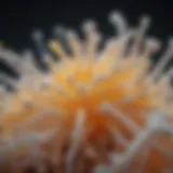 Molecular Composition of Borax in Pest Control Chemical structure of borax used in pest control