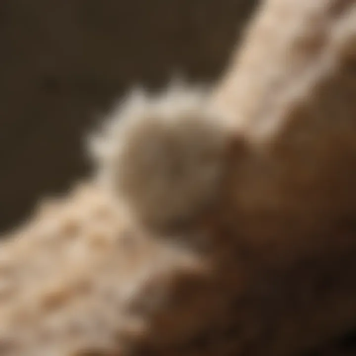 Borax Mineral Application for Termites