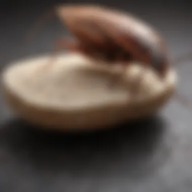 Effective Cockroach Bait using Boric Acid Boric Acid Cockroach Bait