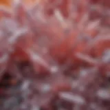 Boric acid crystals under a microscope