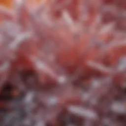 Boric acid crystals under a microscope