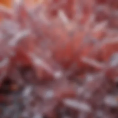 Boric acid crystals under a microscope