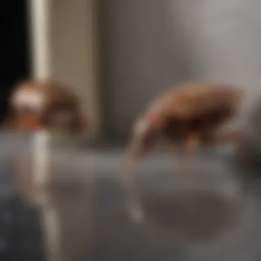 Innovative Solution for Roach Infestations with Boric Acid Boric Acid Roach Infestation Solution