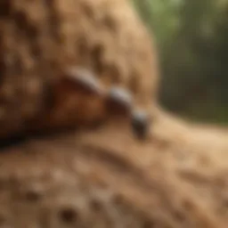 Termite Control with Boric Acid: A Powerful Solution