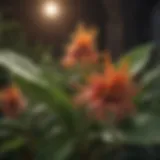 Botanical Elegance of Cynoff