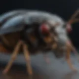 Sophisticated Bug Recognition Interface