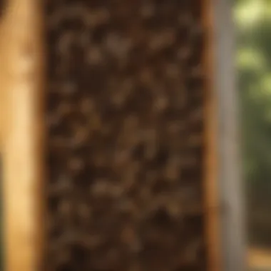 Safe Beehive Removal Techniques Beehive removal techniques