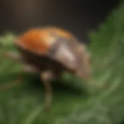 Close-up of a stink bug on a leaf