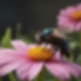 Carpenter bee in nyc flying near a flower