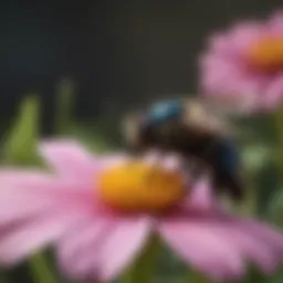 Carpenter bee in nyc flying near a flower