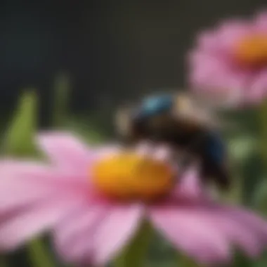 Carpenter bee in nyc flying near a flower