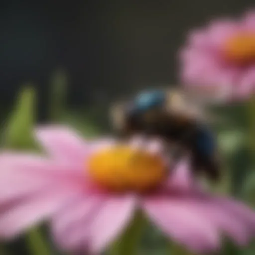 Carpenter bee in nyc flying near a flower
