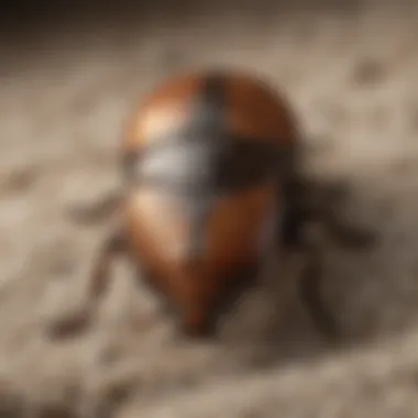 Carpet beetle adult on wool carpet