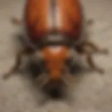 Carpet Beetle Anatomy Exploration