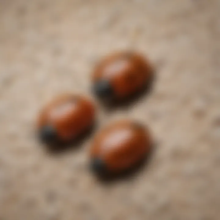 Close-up of carpet beetle eggs on carpet surface