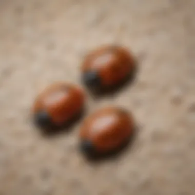 Carpet Beetle Eggs Deposited Close-up of carpet beetle eggs on carpet surface
