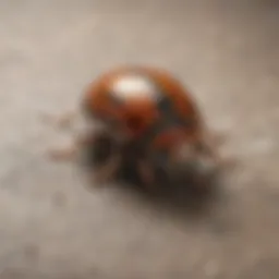 Natural Pest Control