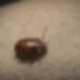 Carpet beetle larvae crawling on fabric fibers