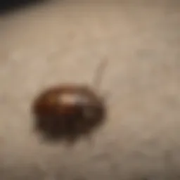 Carpet beetle larvae crawling on fabric fibers