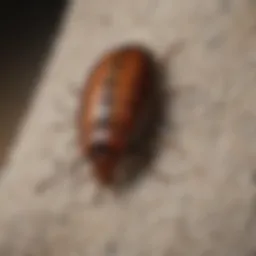 Carpet beetle larvae feeding on fabric