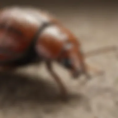 Decoding the Lifecycle of Carpet Beetles Carpet Beetle Lifecycle Unraveled