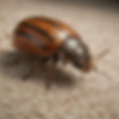 Carpet beetle prevention methods